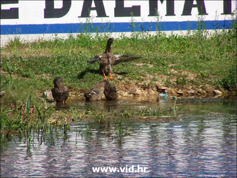Mesic u Vidu (33)